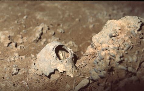 The Grand Canyons Caves Are Full Of Sloth Dung And Mummified Bats