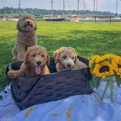 15 Amazing Facts About Goldendoodles You Probably Never Knew | The Dogman