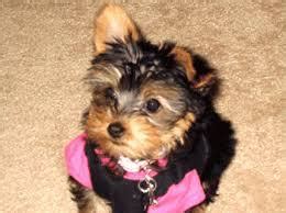 Buy and adopt healthy teacup puppies online such as, maltese, pomeranian, poodle, yorkie, pekingese, shih tzu and chihuahua, cavalier king are you searching for a healthy teacup puppy for adoption? TeaCup Yorkie Puppies For Adoption ... for Sale in Greenville, South Carolina Classified ...