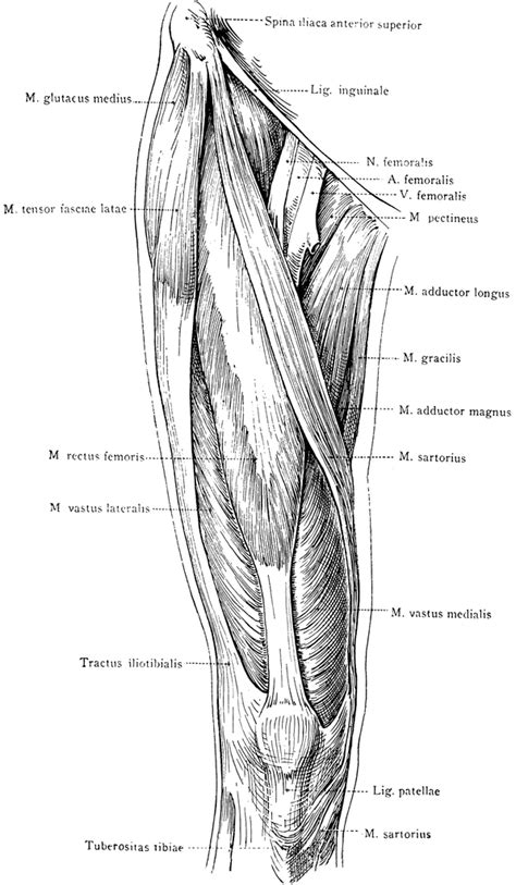 Anterior View Of The Superficial Muscles Of The Thigh Clipart Etc