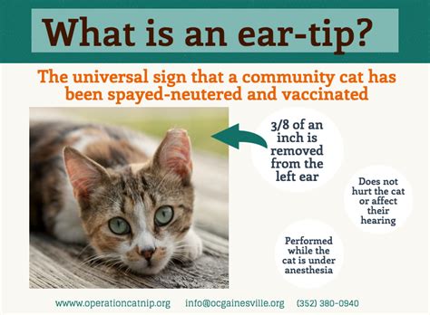 Learn how to take great pictures of your pet cat or kitten. What is an ear-tip? The universal sign... - Operation ...