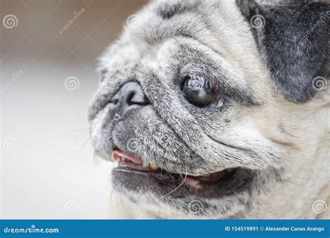 Beautiful Portrait Of A Pug Dog Stock Image Image Of Canis