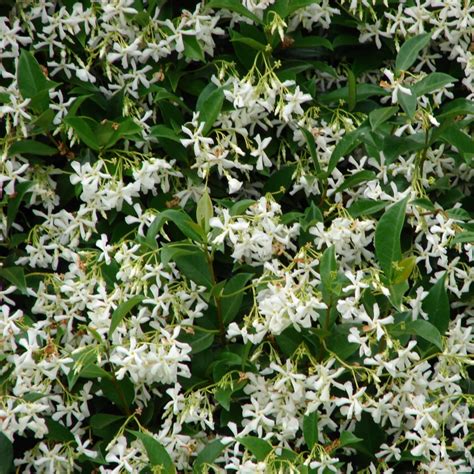 Trachelospermum Jasminoides Deelish Garden Centre