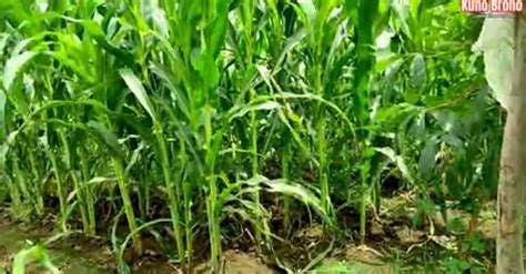 Viral Ditemukan Bekas Candi Di Ladang Jagung Dihuni Ular Dan Muncul