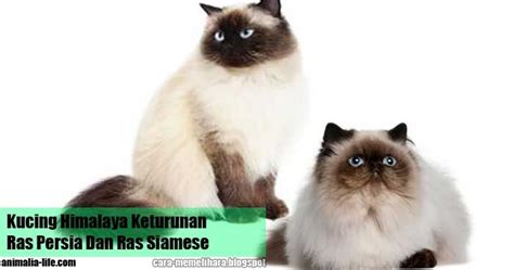 Kucing Himalaya Keturunan Ras Persia Dan Ras Siamese