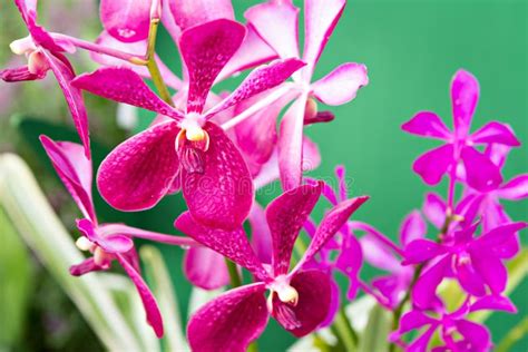 Magenta Orchid Flowers Stock Photo Image Of Copy Stem 58078116