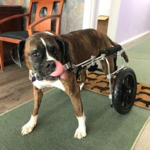 Moving and regularly changing your position helps to relieve the pressure on ulcers that have already developed. Treat Intervertebral Disc Disease in Dogs Using ...