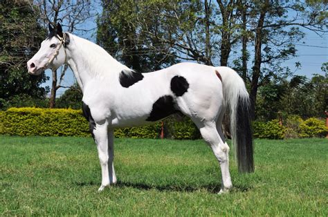 caballo paint horse blanco  negro imagenes  fotos