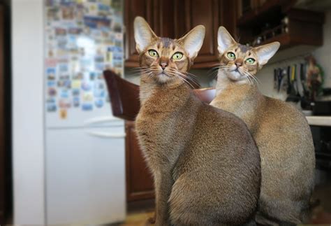 Cat Breed Corner Abyssinian Mad Paws Blog