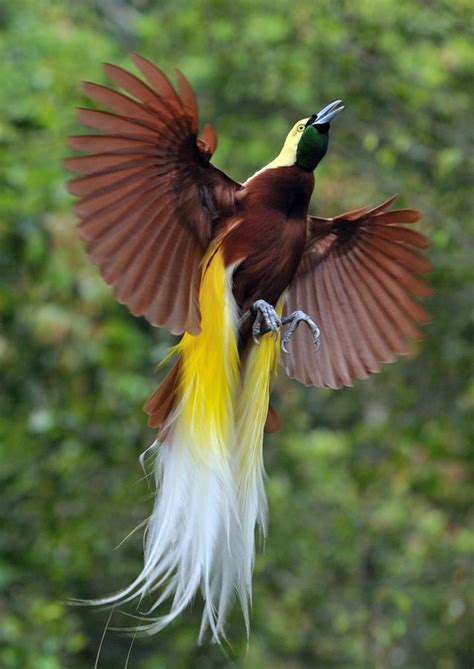 Greater Bird Of Paradise Paradisaea Apoda Большая райская птица