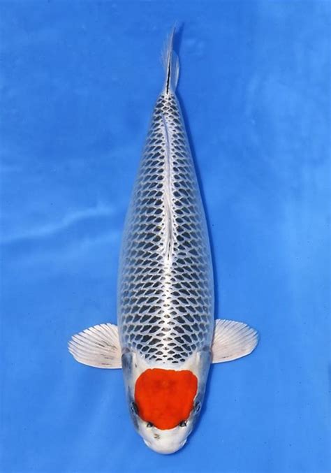 Show Quality Jumbo Japanese Koi Fish Aquariumfishindia Japanese Koi