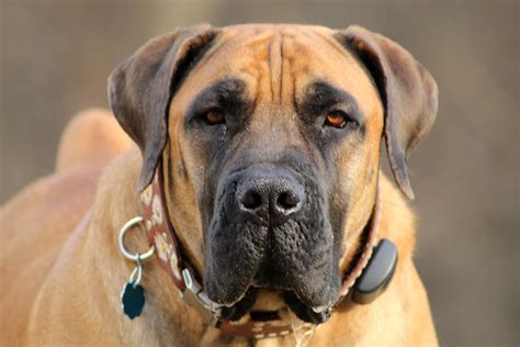 South African Mastiff 💪🏻 Mastiff