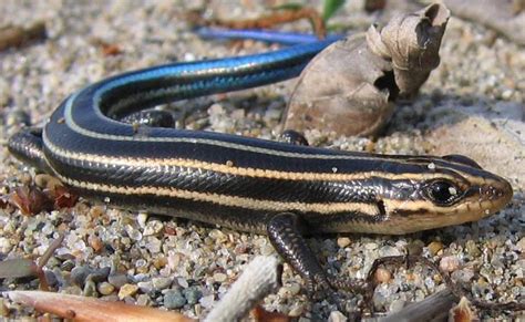 Extending The Five Lives Of A Five Lined Skink
