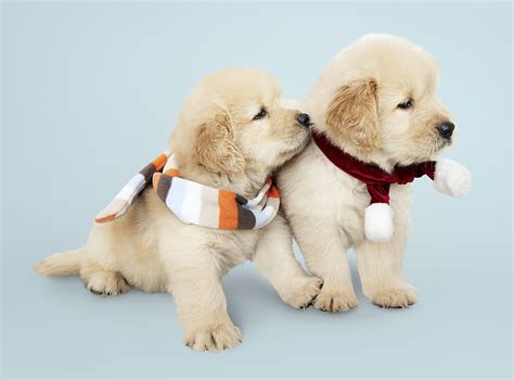 Hd Wallpaper Dog Puppies Golden Retrievers Pets Domestic Canine