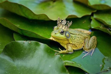 Hd Wallpaper Green Frog On Waterlily Bull Frog Pond Lily Pad Frog