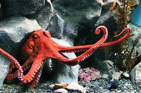 Mikro Post Giant Pacific Octopus Myrokan