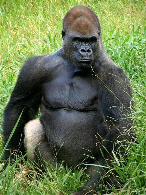 Belo Horizonte Zoológico Gorila Um Grande Primata Em