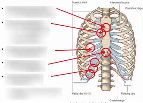 Label The Joints Of The Rib Cage Diagram Quizlet