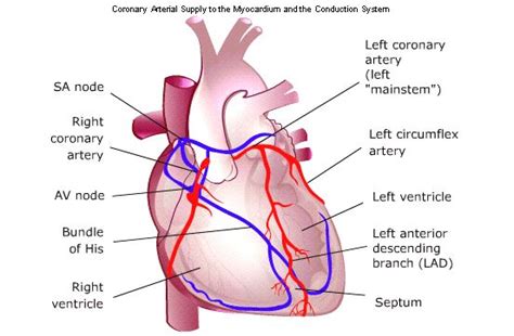 Angle aob= angle boc = angle cod =angle doe = angle eof = a. 10 Best images about Coronary Arteries on Pinterest ...