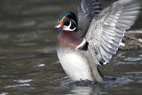Wood Duck With Wings Outspread Stock Image Image Of Photographed