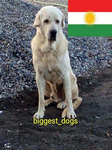Kurdish Dog Breeds Pshdar Dogs Big Dogs Dog Breeds