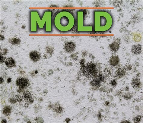 How To Identify Black Mold In Your Home Servpro Of North Washington