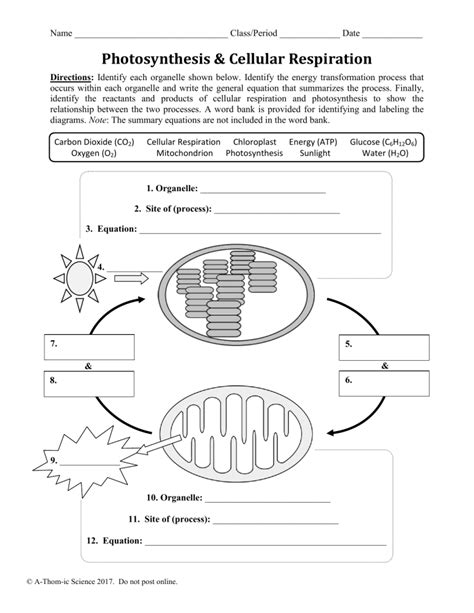 Photosynthesis And Respiration Worksheet Onlineworksheet My Id