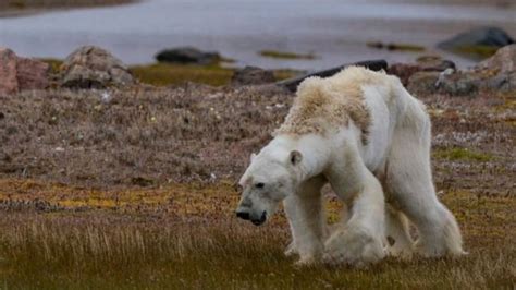 ¿es Realmente Responsable El Cambio Climático Del Oso Polar Hambriento