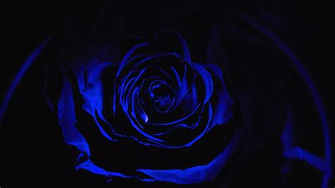 31 Blue Rose Wallpapers Wallpaperboat