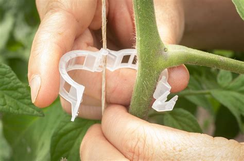 Tomato Trellis Clips 500 Count Johnnys Selected Seeds