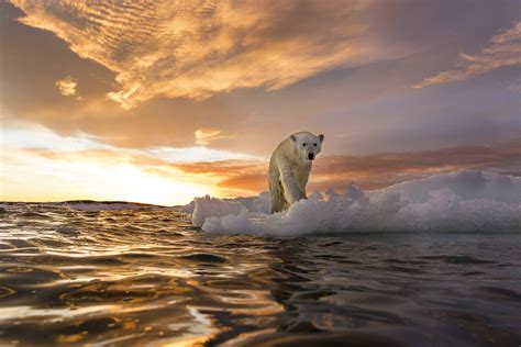 Where To See Polar Bears In The Wild Lonely Planet