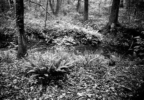 Ferns And More Henry County Georgia Kodak Ultramax 400 Fi Neal