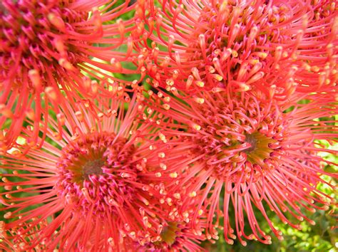 Fast delivery times and great service for sending flowers to australia. South African Flora | ongardening.com
