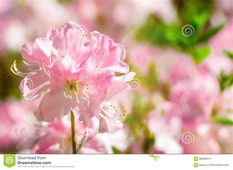 Pink Spring Flowers In The Park Shrubs Bloom Stock Photo Image Of
