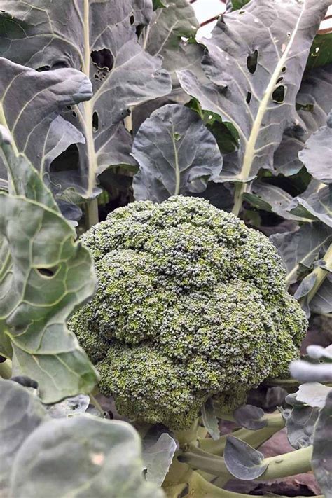 How To Grow Your Own Broccoli Broccoli Growing Broccoli