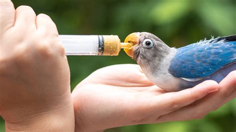 Hand Feeding Birds When And How You Should Start Trying Versele Laga