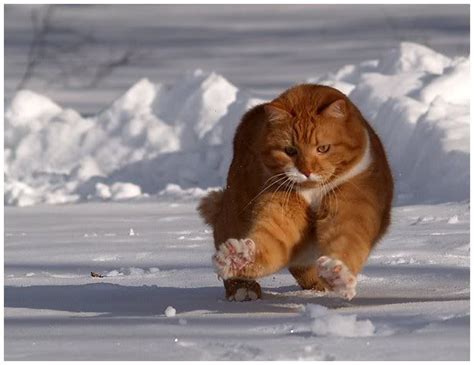 Heres My Cat Vladimir Punikki He Loves Snow Imgur Orange Tabby Cats