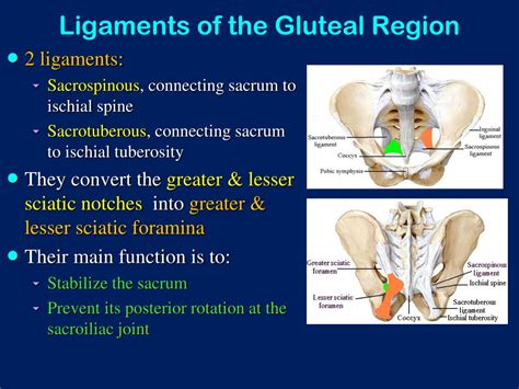 Ppt The Gluteal Region Buttock Powerpoint Presentation Free Download Id 9571053