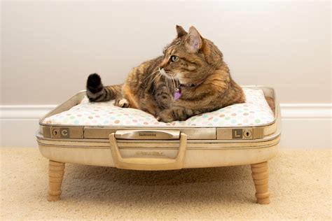 Vintage Suitcase Cat Bed · A Pet Bed · Home Diy On Cut Out Keep