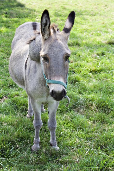 Donkey Portrait Stock Photo Image Of Mule Barnyard Pets