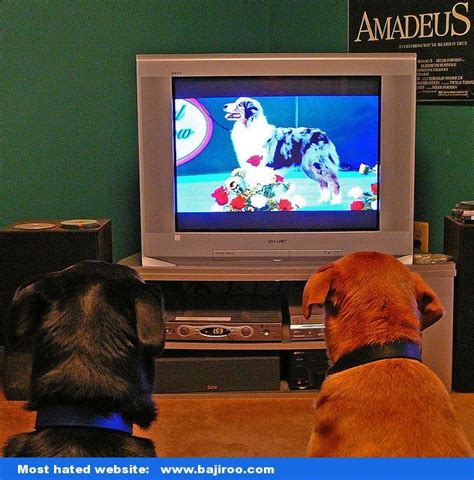 You Never Seen Funny Animals Watching Tv At Home 20 Images Dog