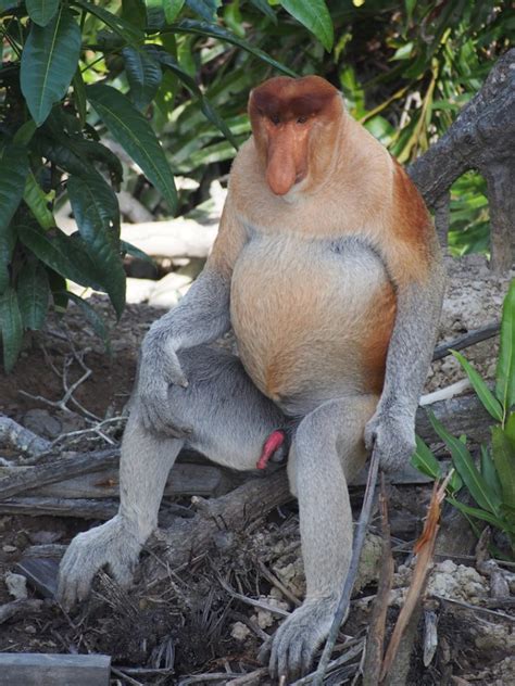 Different monkey species captured in various snapshots! Labuk Bay Proboscis Monkeys, Borneo