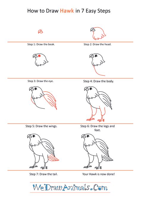 How To Draw A Hawk Step By Step Tutotrial Bird Drawings Drawings Images And Photos Finder