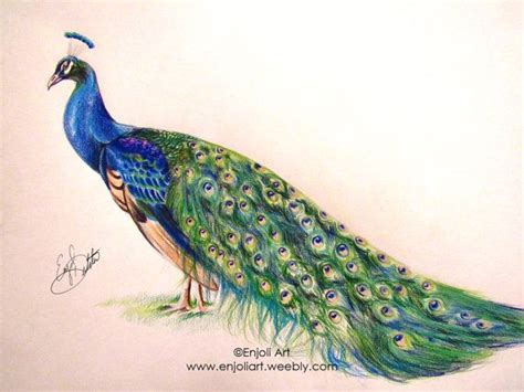 Peacock Colored Pencil Drawing Pencil Drawings Drawings Colored