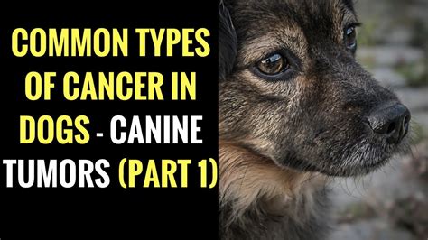 Common Types Of Cancer In Dogs Canine Tumors Part 1 Youtube