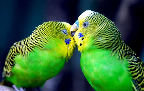 Best Pics Store Top 20 Cute Birds Hd Wallpapers For Pc