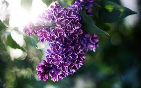 Wallpaper Purple Lilac Flowers Glare Sunlight 2560x1600 Hd Picture Image