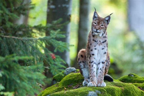 A Lynx Is On Its Way From Romania To Gorski Kotar Javna Ustanova