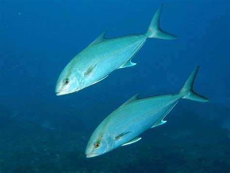 Greater Amberjack Matbio Fishes Matanzas Biodiversity