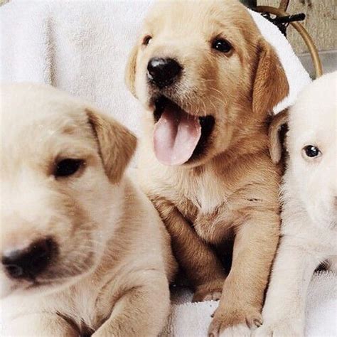 Pinterest ☾oohmyjupiterr With Images Puppies Animals Cute Animals